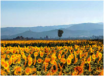Val di Chiana